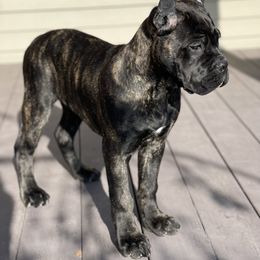 Cane Corso Puppies from Virtue Cane Corso