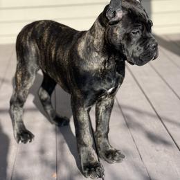 Cane Corso Puppies from Virtue Cane Corso
