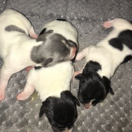 Teddy Roosevelt Terriers from JRae’s Teddies