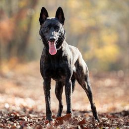 Pepper - Dutch Shepherd