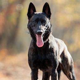 Pepper - Dutch Shepherd