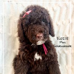 ELOISE - Chocolate female Goldendoodle puppy in Houston, Texas from Pia’s Doodle Poodle Wag