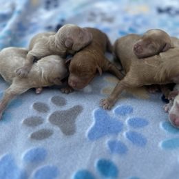 Red Female - Red female Cavapoo puppy in Harrah, Oklahoma from Sunshines Pomeranians & Cavapoos