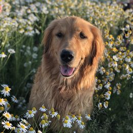 Goldendoodle Puppies from JD GoldenDoodles