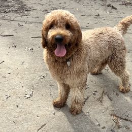 Copper - Goldendoodle