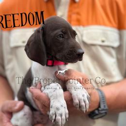 Freedom - female German Shorthaired Pointer puppy in Six Mile, South Carolina from The Proper Pointer Co.