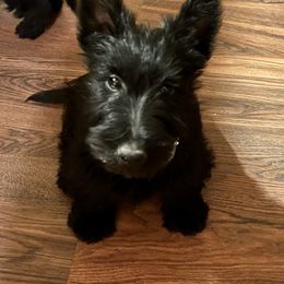 Irish Terrier and Scottish Terrier Puppies from Avonlea Terriers