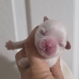 Crumpet - White male Shih Tzu puppy in Waynesboro, Pennsylvania from Big Win Shih Tzus