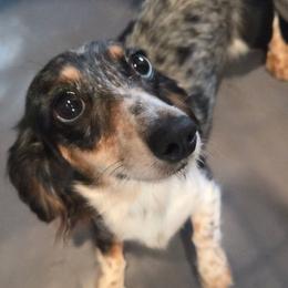 Moxie - Dachshund
