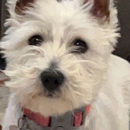 Calli - West Highland White Terrier