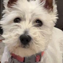 Calli - West Highland White Terrier