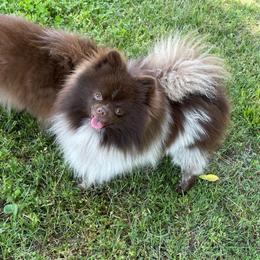 Tucker - Chocolate parti male Pomeranian puppy in Bogata, Texas from Kerrie’s Pomeranian