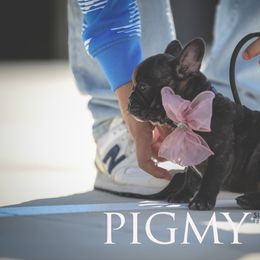 Pigmy - Brindle female French Bulldog puppy in San Antonio, Texas from Silkhaus+Frenchies LLC