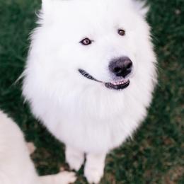 Samoyed All Grown Up from Mountain Legacy Samoyeds
