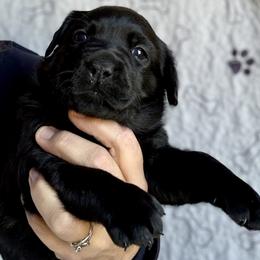 Girl 4 - Black female Labrador Retriever puppy in Ranchita, California from Pacific Crest Labradors