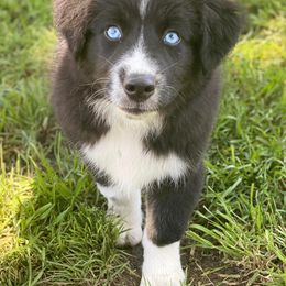 Australian Shepherd, Miniature Australian Shepherd, and Toy Australian Shepherd Puppies from Brushy Creek Aussies & Mini Aussies