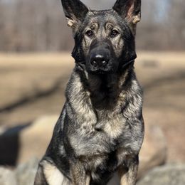 Ace - German Shepherd