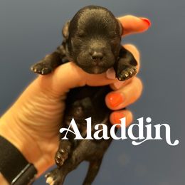 Cavapoo and Miniature Schnauzer Puppies from Moana & Lily's Pups