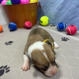 Barbara - Red female Pembroke Welsh Corgi puppy in Apison, Tennessee from Ashmore Corgis