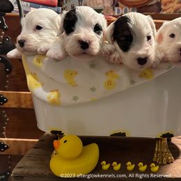 Scottish Terrier and Sealyham Terrier Puppies from Afterglow Kennels, LLC