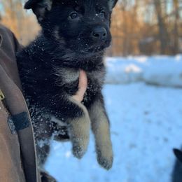 German Shepherd Puppies from Ashley Newgard's German Shepherds
