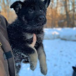 German Shepherd Puppies from Ashley Newgard's German Shepherds