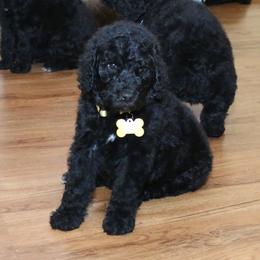 Poodle Puppies from RK'S Pets