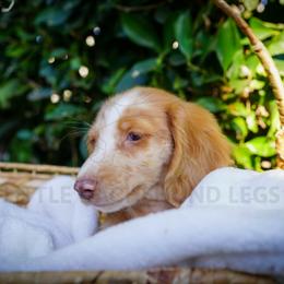 Graham Cracker - Piebald male Dachshund puppy in Temecula, California from Naomi Magee's Dachshund Kennel