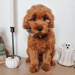 Toodles - Red  male Goldendoodle puppy in Hilton, New York from The House of Goldendoodle