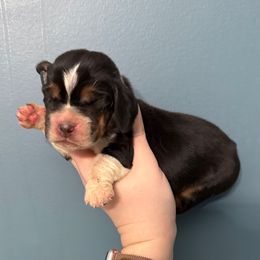 Harry Potter - Black white and brown male Basset Hound puppy in Leroy, Michigan from Iron Sentry Farms