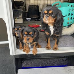 Cavalier King Charles Spaniel Puppies from Meant To Be Cavalier King Charles Spaniels