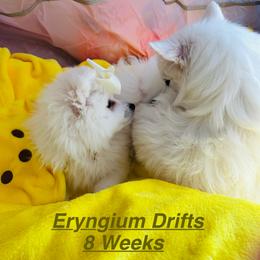Eryegium Drifts - White female Japanese Spitz puppy in Gaithersburg, Maryland from Konalae Japanese Spitz Jr.