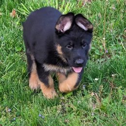 German Shepherds from Von der Mueller-Hof
