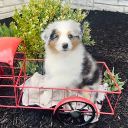 Australian Shepherd Puppies from Timber Run Aussies