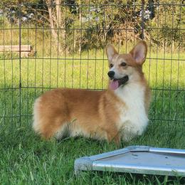 Brutus - Red male Pembroke Welsh Corgi puppy in Dunbar, Nebraska from Vintage Corgis