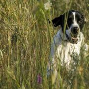Pointers from Sun Creek Pointers