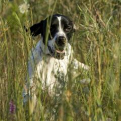 Pointers from Sun Creek Pointers