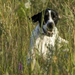 Pointers from Sun Creek Pointers