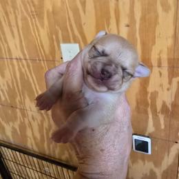 Matrix - Chocolate sabled fawn male Chihuahua puppy in Orange, Texas from Tiny Paws from God