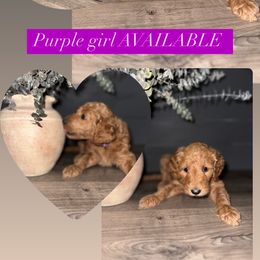 Goldendoodle Puppies from Sisters Doodles