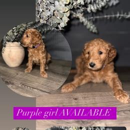 Goldendoodle Puppies from Sisters Doodles
