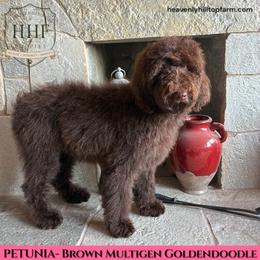 3. PETUNIA - Brown Multigen Goldendoodle - Chocolate female Goldendoodle puppy in Charlo, Montana from Heavenly Hilltop Farm