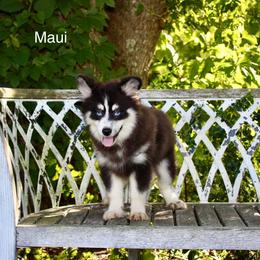 Maui - Black and white male Pomsky puppy in Murfreesboro, Tennessee from Middle Tennessee Pomskies