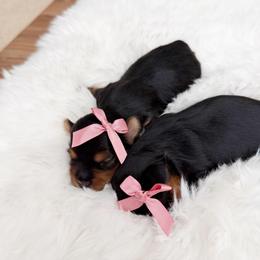 Puppy 7 - Black and gold female Yorkshire Terrier puppy in Modesto, California from The Dog House