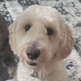 April - Goldendoodle