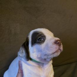 Spruce - Chestnut male Braque du Bourbonnais puppy in Deer Lodge, Tennessee from Steady Wind Braque du Bourbonnais Pointers