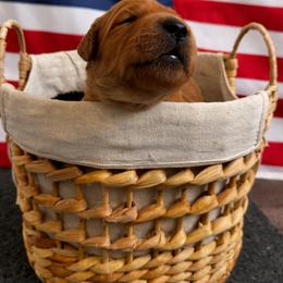 Girl 2 - Dark golden female Golden Retriever puppy in Angier, North Carolina from Howard's Retrievers