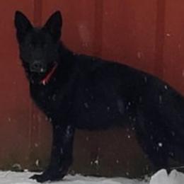 Ismay - German Shepherd