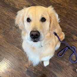 Remi - Golden Retriever