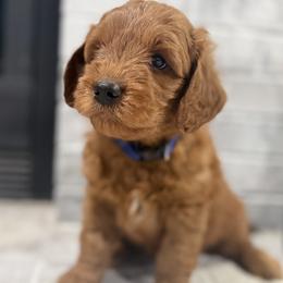 Ashton - Blue Collar Boy - Red  male Goldendoodle puppy in Pleasant Hill, Iowa from Harvest Creek